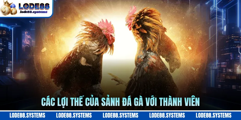 Các lợi thế của sảnh đá gà với thành viên