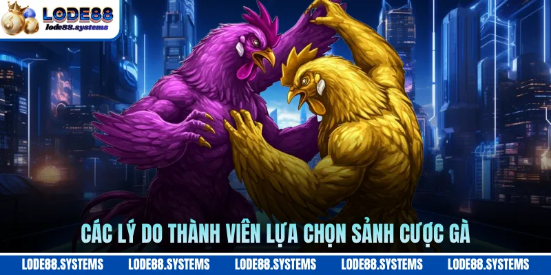 Các lý do thành viên lựa chọn sảnh cược gà