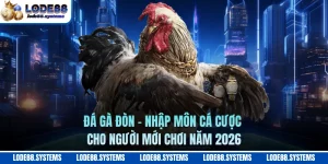 Đá Gà Đòn - Nhập Môn Cá Cược Cho Người Mới Chơi Năm 2026