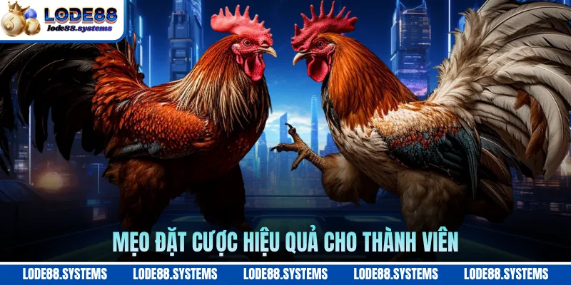 Mẹo đặt cược hiệu quả cho thành viên